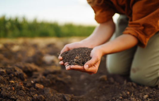 que mettre dans le compost