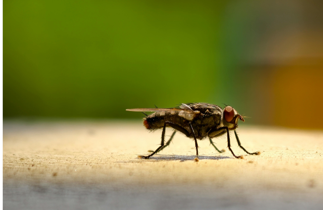 comment éradiquer des moucherons dans une cuisine